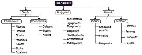 Proteins - Introduction And Classification | A Level Revision Notes