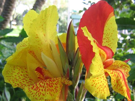 Beautiful Canna Liliy Flower Yellow And Red Color Photo Picture – Wallsev.com – Download Free HD ...