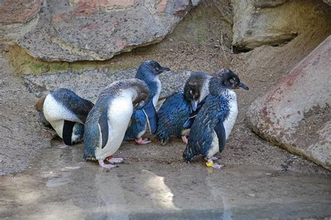 Little Penguin - A-Z Animals