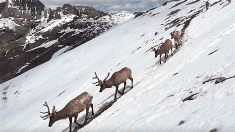 Watch Stunning Footage of Mammal Migrations in Yellowstone Park ...