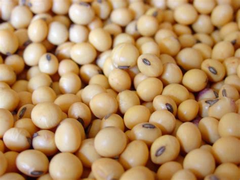 Soybean - Nutrition, Protein Content & Calories - Soybean Uses