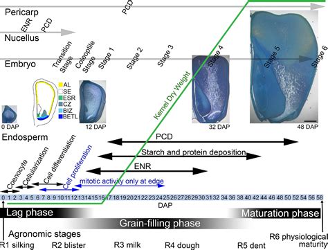 Frontiers | Maize Endosperm Development: Tissues, Cells, Molecular ...