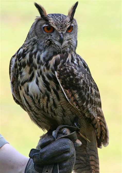 File:Eagle Owl.jpg - Wikimedia Commons