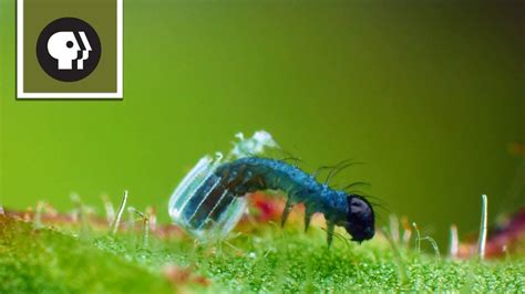 Baby Caterpillar Hatches from Tiny Butterfly Egg - YouTube