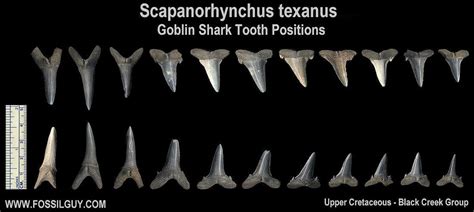 Goblin Shark Facts and Information: Living Goblin Sharks and Their ...