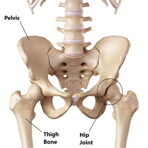 Greater Trochanteric Pain Syndrome (GTPS) - My Family Physio