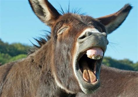 Se viralizó un video de un burro que "canta" ópera - Mendoza Post