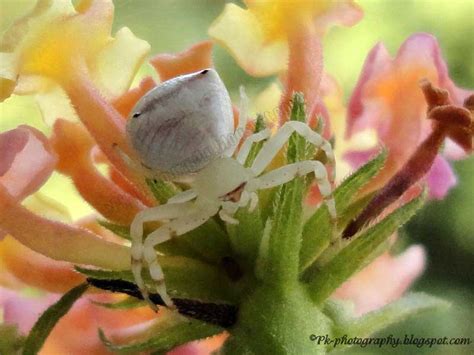 White Crab Spider | Nature, Cultural, and Travel Photography Blog