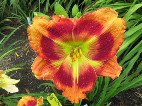 Daylilies: Plant Care and Collection of Varieties - Garden.org