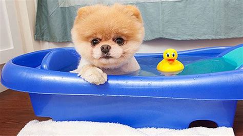 Boo - The World's Cutest Dog Video Compilation | Pomeranian Puppies ...