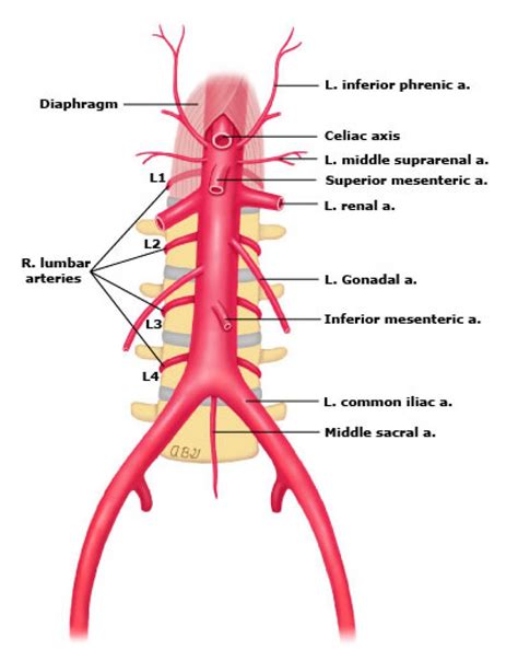 Abdominal Aorta Anatomy