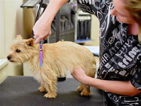 Pet Grooming | Groomers in Arlington