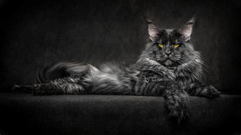 Rarest Black Smoke Cat Breeds & Facts - Pet Expert Advice