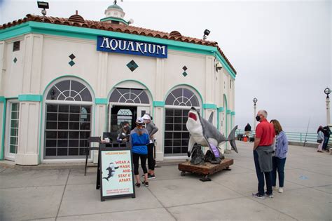 Roundhouse Aquarium, on Manhattan Beach pier, reopens to public – Daily Breeze