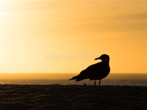 Silhouette of a Seagull on the Beach with the Beautiful Sunset in the ...