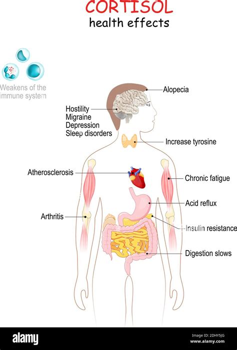 Cortisol decrease hi-res stock photography and images - Alamy