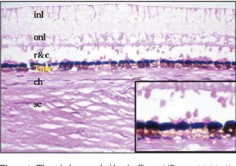 [PDF] Comparative morphology of the tapetum lucidum (among selected species). | Semantic Scholar