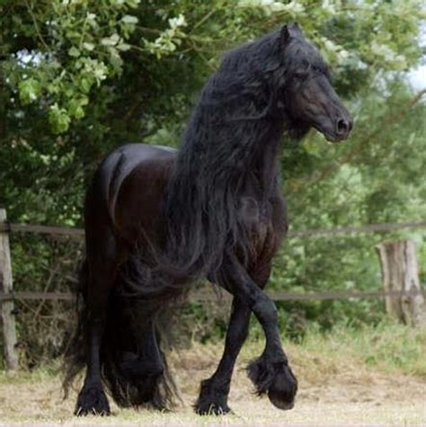 Mighty Mane | Friesian horse, Horses, Beautiful horses