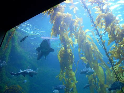 Birch Aquarium-La Jolla – San Diego Beach Secrets