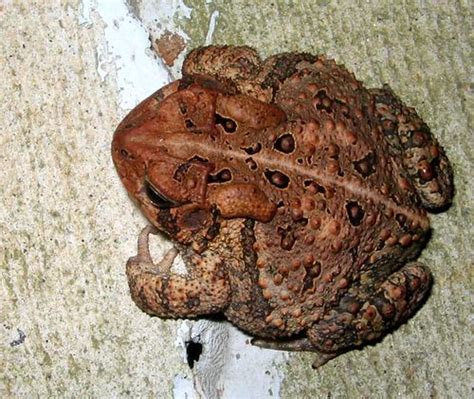 brown toad: 6am | Toad, Frog, toad, Toad house