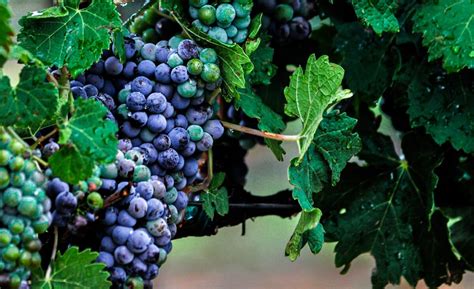 Wine Grapes vs Table Grapes | Wine Grapes | Wines