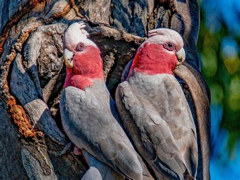 Galah Nesting: A Complete Guide | Birdfact