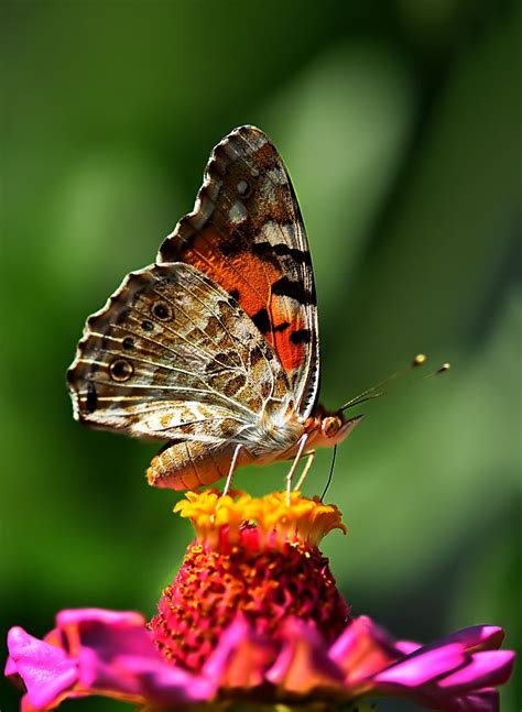 Vanessa cardui - 500px -Mustafa Öztürk | Butterfly pictures, Beautiful butterflies, Vanessa cardui