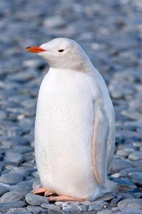 Albino Penguin via Penguin Planet | Albino animals, Animals, Animals ...