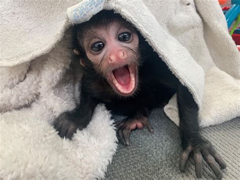 WATCH: LNK Children's Zoo re-opens Secret Jungle & introduces baby spider monkey