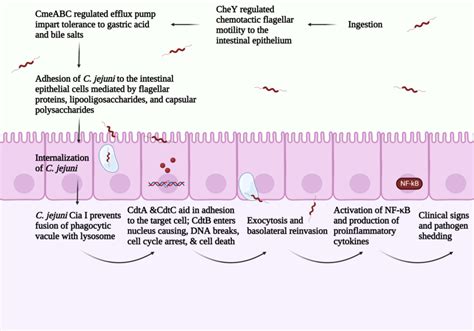 Overview of C. jejuni pathogenesis. | Download Scientific Diagram