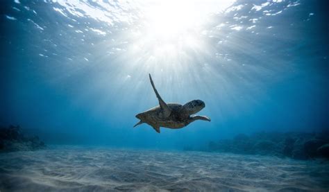 Dia Mundial dos Oceanos: saiba como ajudar na preservação | RioMar Recife