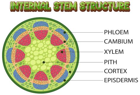 Free Vector | Internal structure of stem diagram