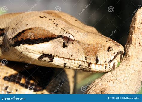 Python snake stock photo. Image of adam, reptiles, snake - 1914610