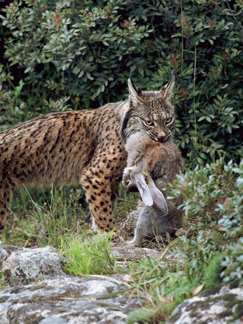 Iberian Lynx Hunting