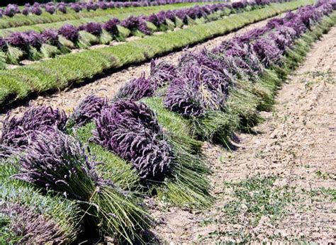 Lavender harvest stock image. Image of france, garden - 84507003