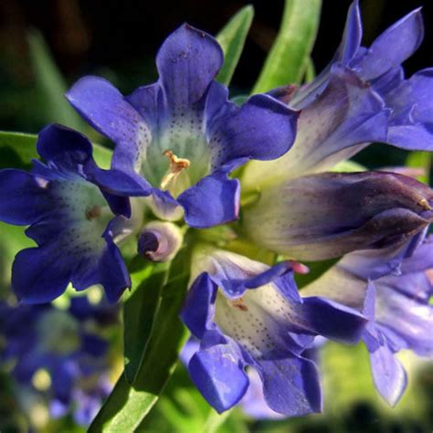 Gentiana Dahurica Seeds (Dahurian Gentian) - Plant World Seeds