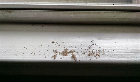 Termite Droppings Window Sill What is This Crap On My Window Sill Texags | AdinaPorter