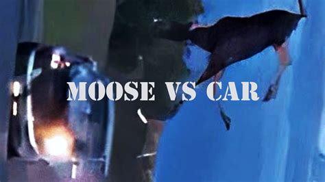 Moose vs car. Full version - YouTube