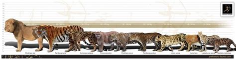 big cat size comparison chart - Google Search | Gato domestico ...