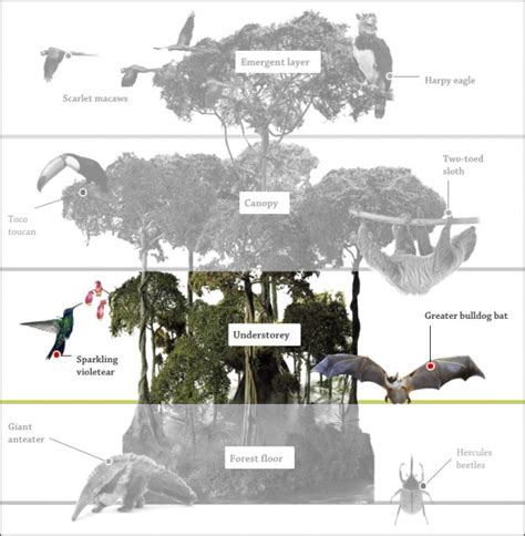 Facts About The Rainforest Floor Layer - Carpet Vidalondon