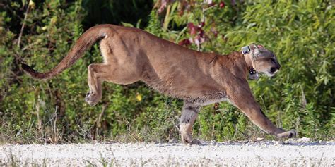 Push To Save Endangered Florida Panther Prompts New Payment Program To Increase Habitat | HuffPost