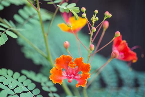 Pride Of Barbados Flower Photograph by JG Thompson