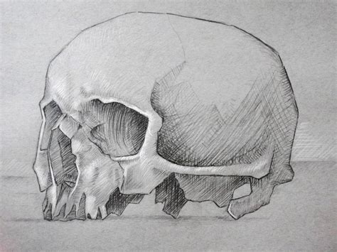 skull sketch : r/drawing