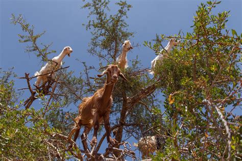 morocco-goat-tree | African Arguments