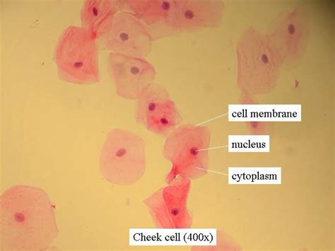 Cheek cell microscope | Pearltrees