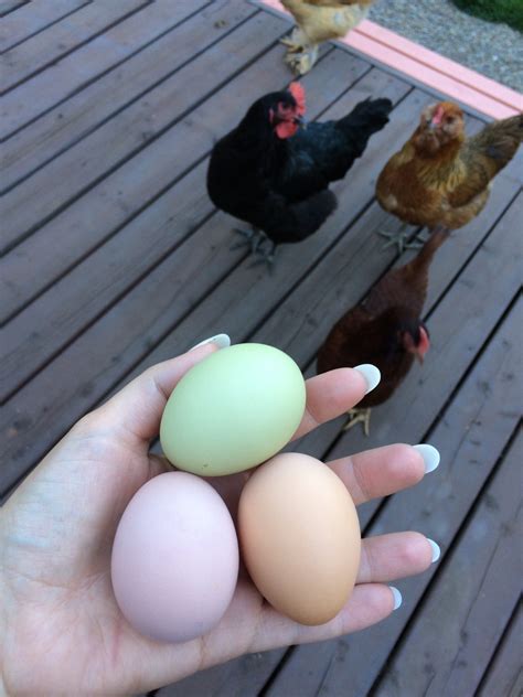 Easter Egger Eggs Changed Colors from Blue/Green to Pinkish! | BackYard ...