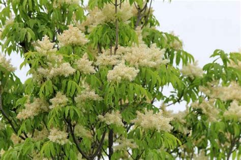 Fraxinus ornus (Flowering Ash)