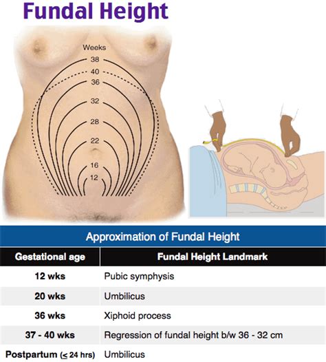 Uterine Height Chart: A Visual Reference of Charts | Chart Master