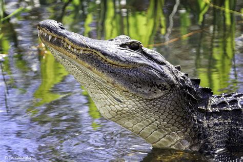 Alligator Mating Call Photograph by Fran Gallogly