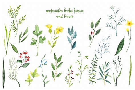 Watercolor Herbs by SpringArtShop on @creativemarket Watercolor Herbs, Watercolor Leaves, Flower ...